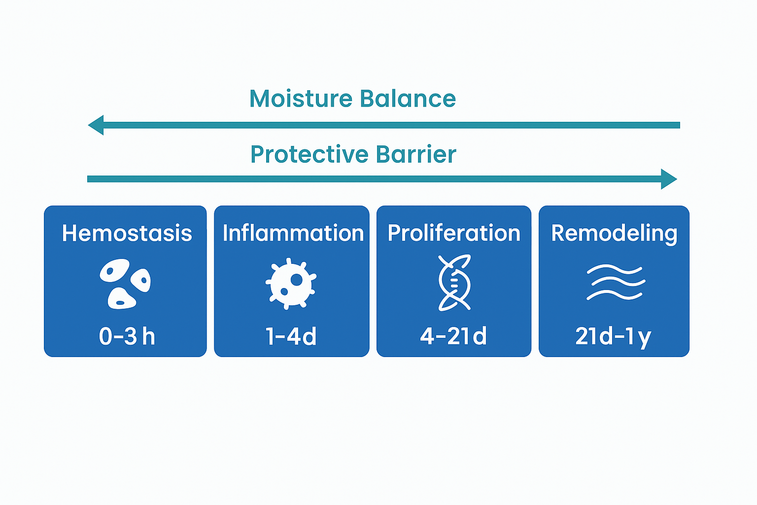 Four-stage timeline—Hemostasis 0-3 h, Inflammation 1-4 d, Proliferation 4-21 d, Remodeling 21 d-1 y—with arrows for moisture balance and protective barrier.